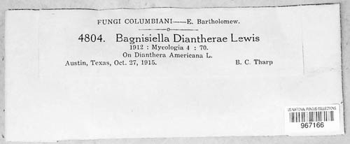 Bagnisiella diantherae image